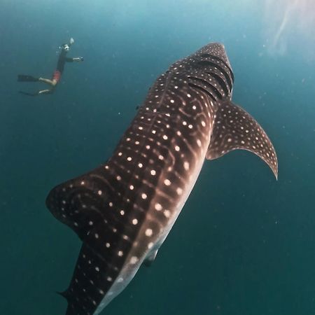 Dhigurah Dhonveli Boutique Ξενοδοχείο Εξωτερικό φωτογραφία